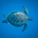 Brown Turtle Underwater