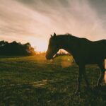 Silhouette Photography Of Horse